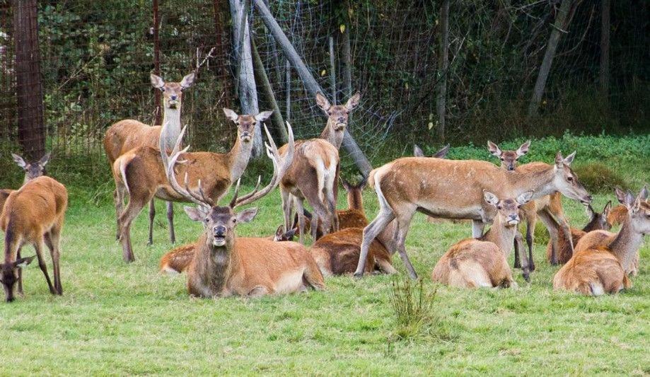 Gite Du Cerf Birkenwald Exteriér fotografie
