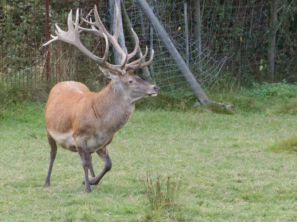 Gite Du Cerf Birkenwald Exteriér fotografie