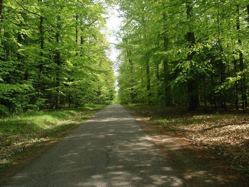 Gite Du Cerf Birkenwald Exteriér fotografie