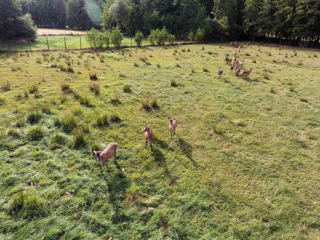 Gite Du Cerf Birkenwald Exteriér fotografie